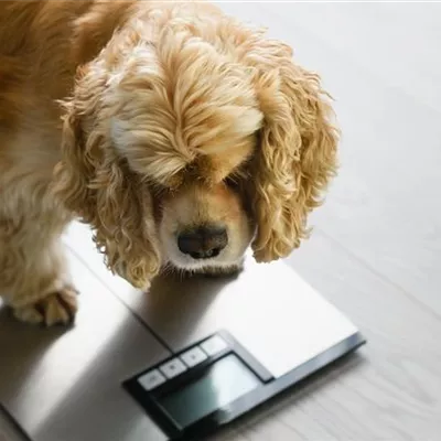 Hund Übergewicht–Was tun?