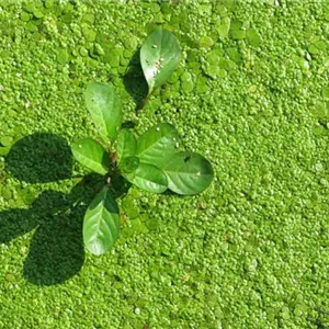 Algen im Gartenteich: Die verschiedenen Algenarten