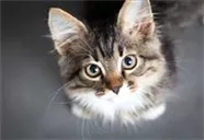 Hunde und Katzen Gutscheine