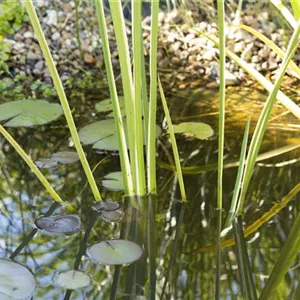Algen im Teich – Nat&#252;rliche Algenbek&#228;mpfung 
