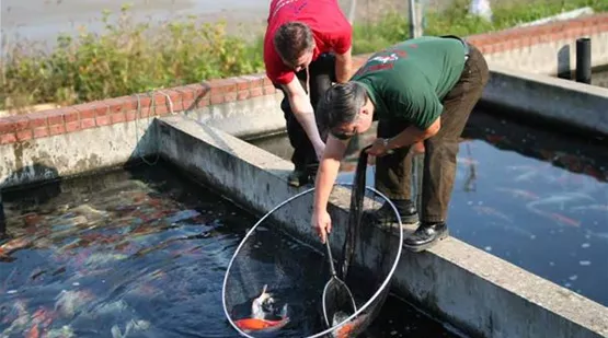aquatop_in_japan_japanische_koi_aquatop_mittarbeiter.jpg