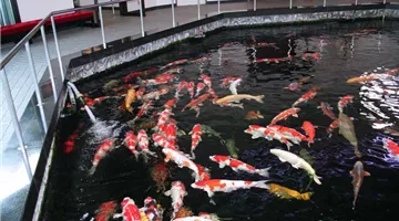 aquatop_in_japan_japanische_koi_fische.jpg
