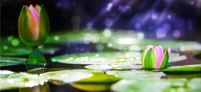 zum Gartenteich-Shop