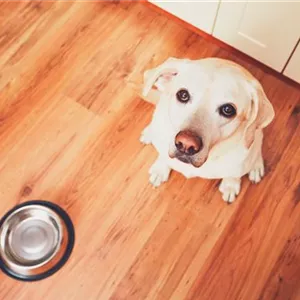 Barfen f&#252;r Hunde und Katzen