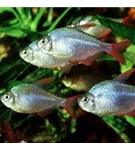 JBL NovoGranoColor - Farbfutter