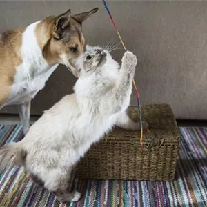 Besch&#228;ftigung f&#252;r Katze und Hund
