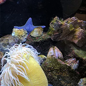 Aquarium gestalten