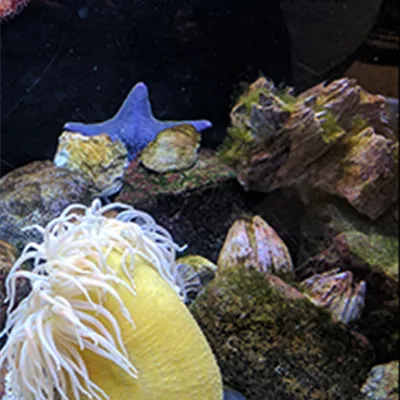 Aquarium gestalten