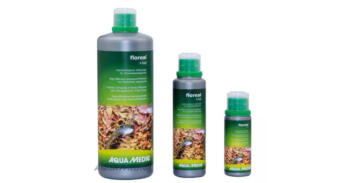 aloe for sale Lance Aloe main image 1