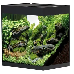 Oase StyleLine 85 S&#252;&#223;wasseraquarium