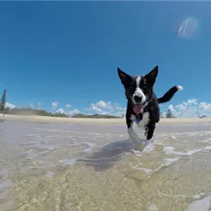 Sommer-Aktivit&#228;ten f&#252;r den Hund