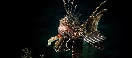 Rotfeuerfisch