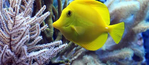 Doktorfisch