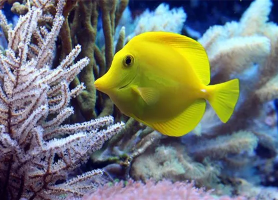 Doktorfisch | Aquatop - Zoofachmarkt für die Meerwasseraquaristik