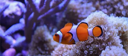 Anemonenfisch
