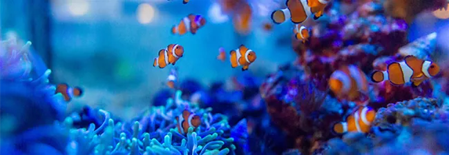 zum Meerwasseraquaristik-Shop