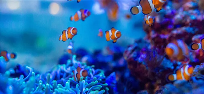 zum Meerwasseraquaristik-Shop