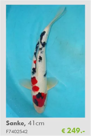 Koi - Sanke Teich-Experten