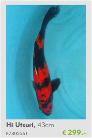 Koi - Hi UtsuriTeich-Experten