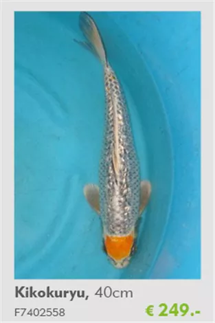 Koi - KikokuryuTeich-Experten