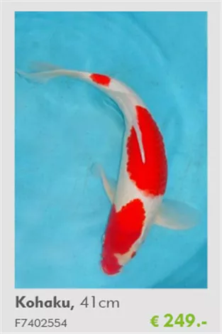 Koi - Kohaku 41 cmTeich-Experten