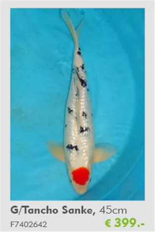 Koi - G/Tancho Sanke 45 cmTeich-Experten