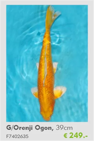 Koi - Orenji OgonTeich-Experten