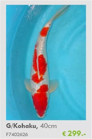 Koi - D/Kahaku 40 cmTeich-Experten