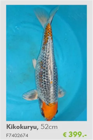 Koi - Kikokuryu 52 cmTeich-Experten