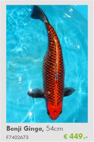 Koi - Benji Ginga 54 cmTeich-Experten