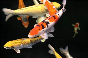 Koi Laichzeit - Kann Ablaichen im Koi-Teich gefaehrlich sein?