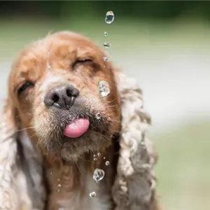 Hunde im Sommer Abk&#252;hlen - Tricks