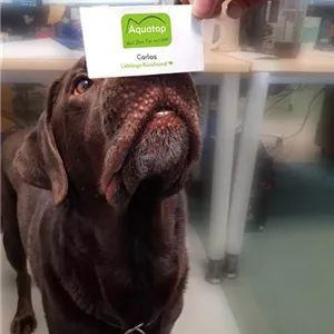 B&#252;rohund Vorteile