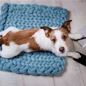 B&#252;rohund-Ausstattung