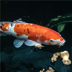 Der teuerste Koi der Welt