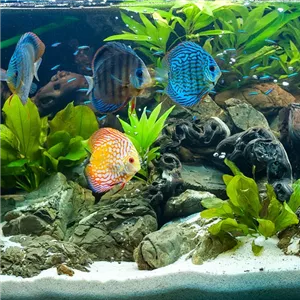 Aquarium ohne Pflanzen