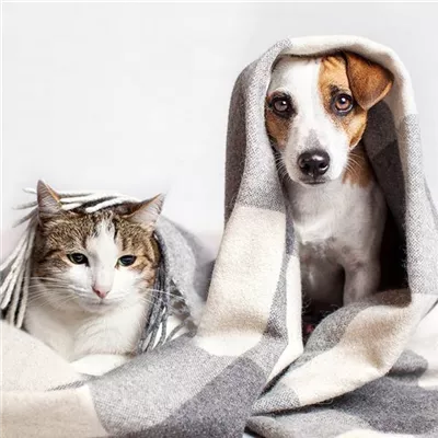Top Entspannungstipp für Hunde und Katzen
