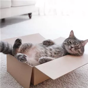 Darum lieben Katzen Kartons