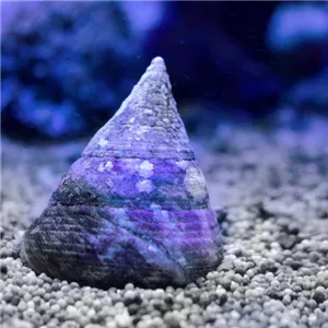 Algenfresser im Meerwasseraquarium