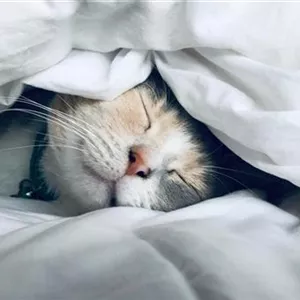 DAS deuten Katzen als L&#228;cheln