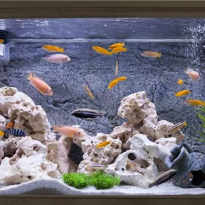 Aquarium Einrichtungsideen