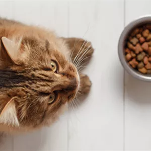 Deine Katze verweigert Futter? Das kann dahinterstecken und das kannst Du tun