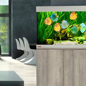 Aquarium f&#252;r Diskusfische einfahren