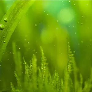 Algen im S&#252;&#223;wasseraquarium