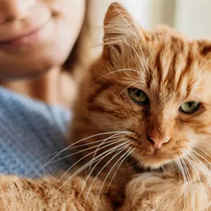 Die 10 beliebtesten Katzenrassen