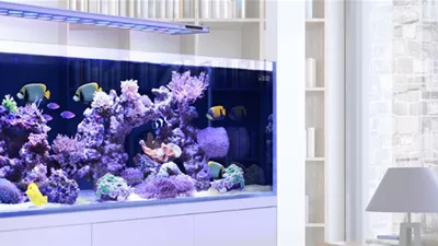 Meerwasseraquarium ganz einfach
