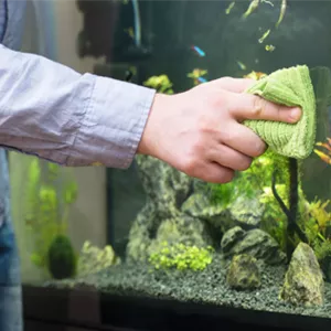 Aquarienreinigung