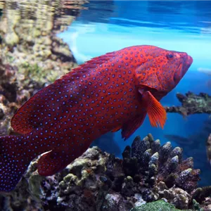 Aquaristik Gutscheine