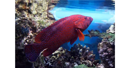 Aquaristik Gutscheine
