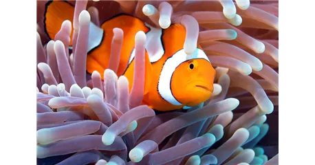 Aquaristik Gutscheine